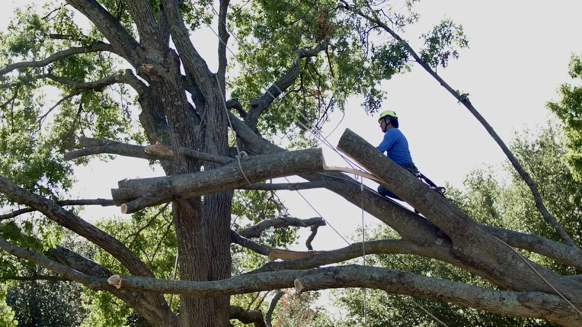 Professional Hazardous Tree Removal performed by certified arborists in Yorkville