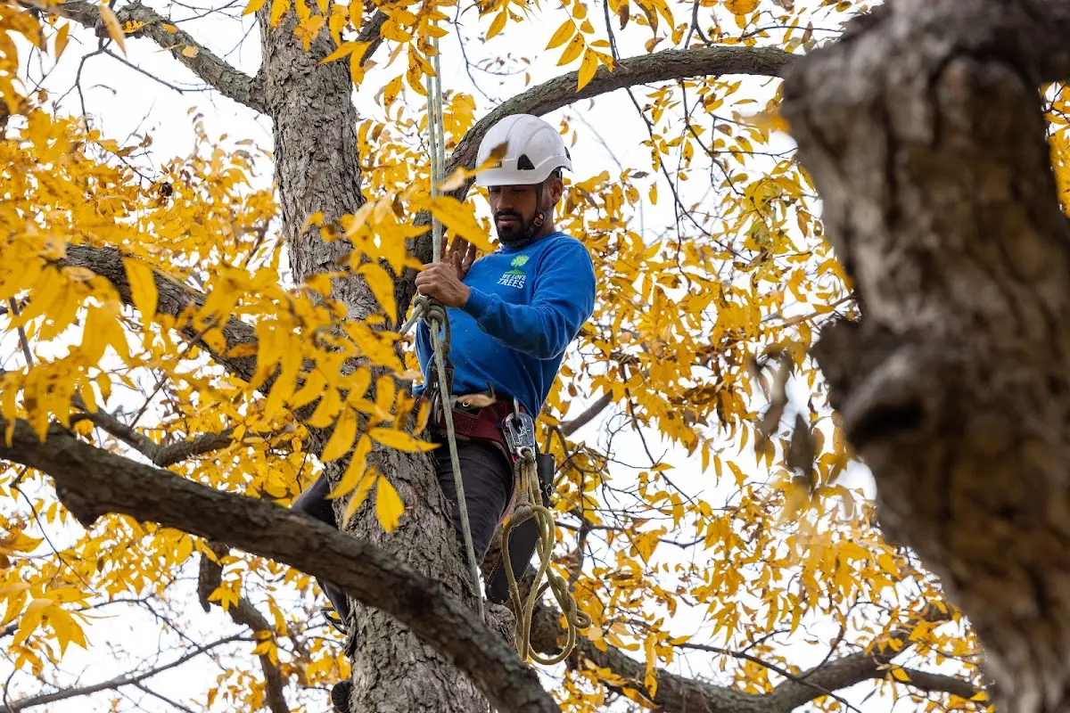 Skilled Storm Damage Cleanup crew working in Yorkville